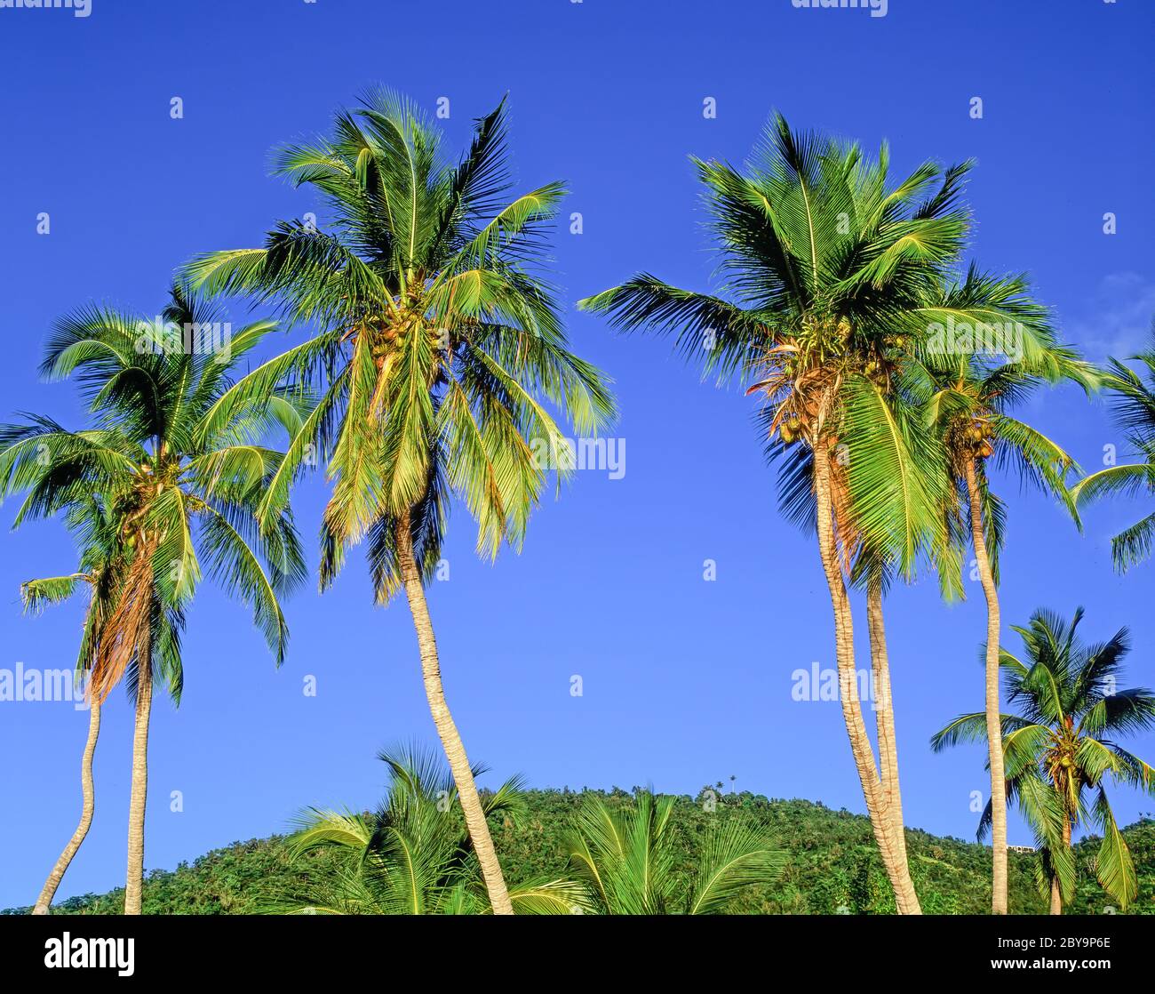 Blue sky green palm trees hi-res stock photography and images - Alamy