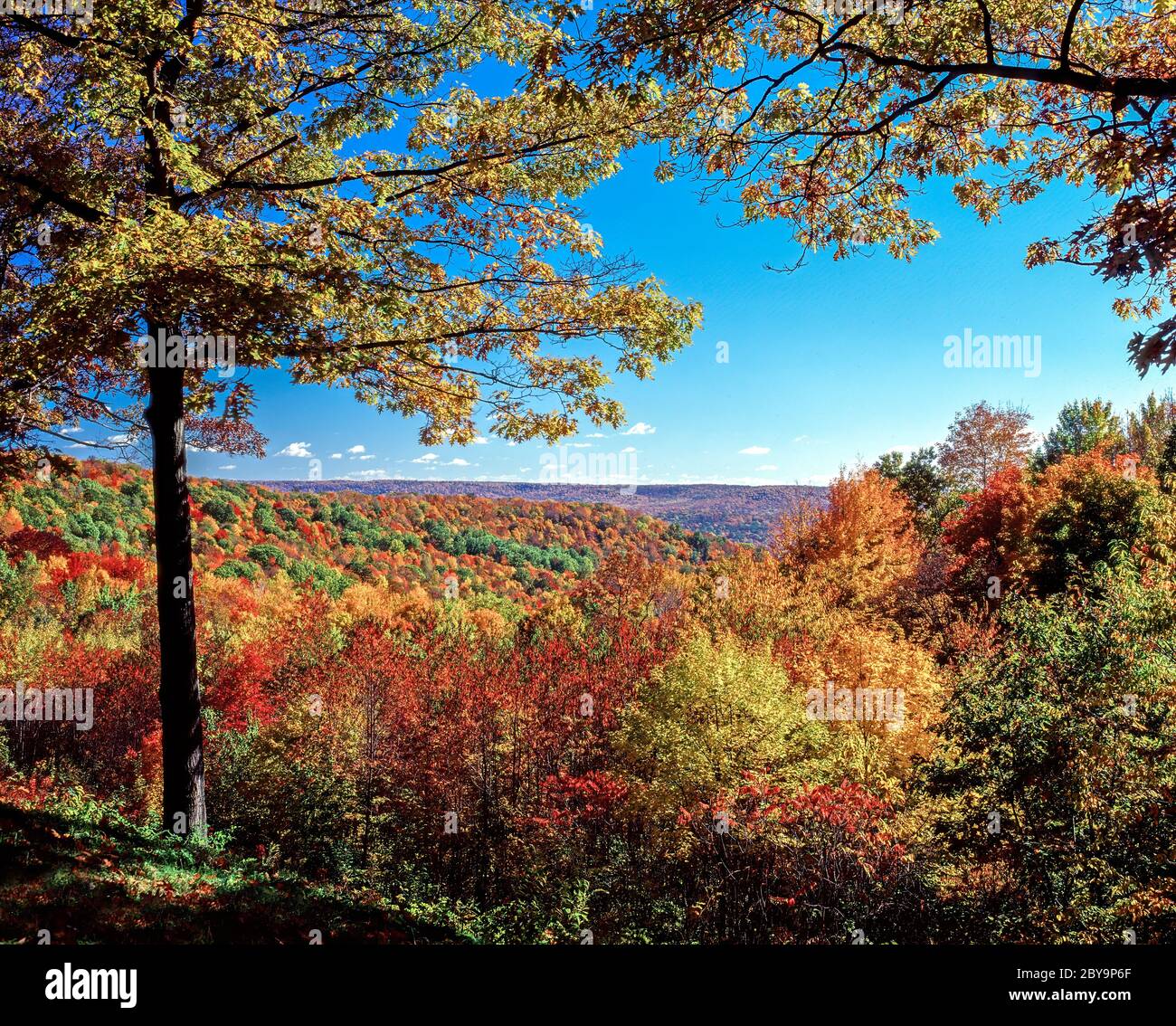 Fall color in Alleghany State Park in Western New York State Stock Photo