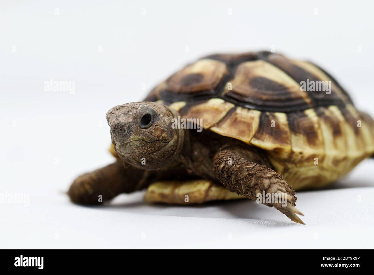 Галапагосская слоновая черепаха. Молодые черепахи. Черепаха зеленая сухопутная. Молодые черепахи. Среднеазиатская черепаха на белом фоне.