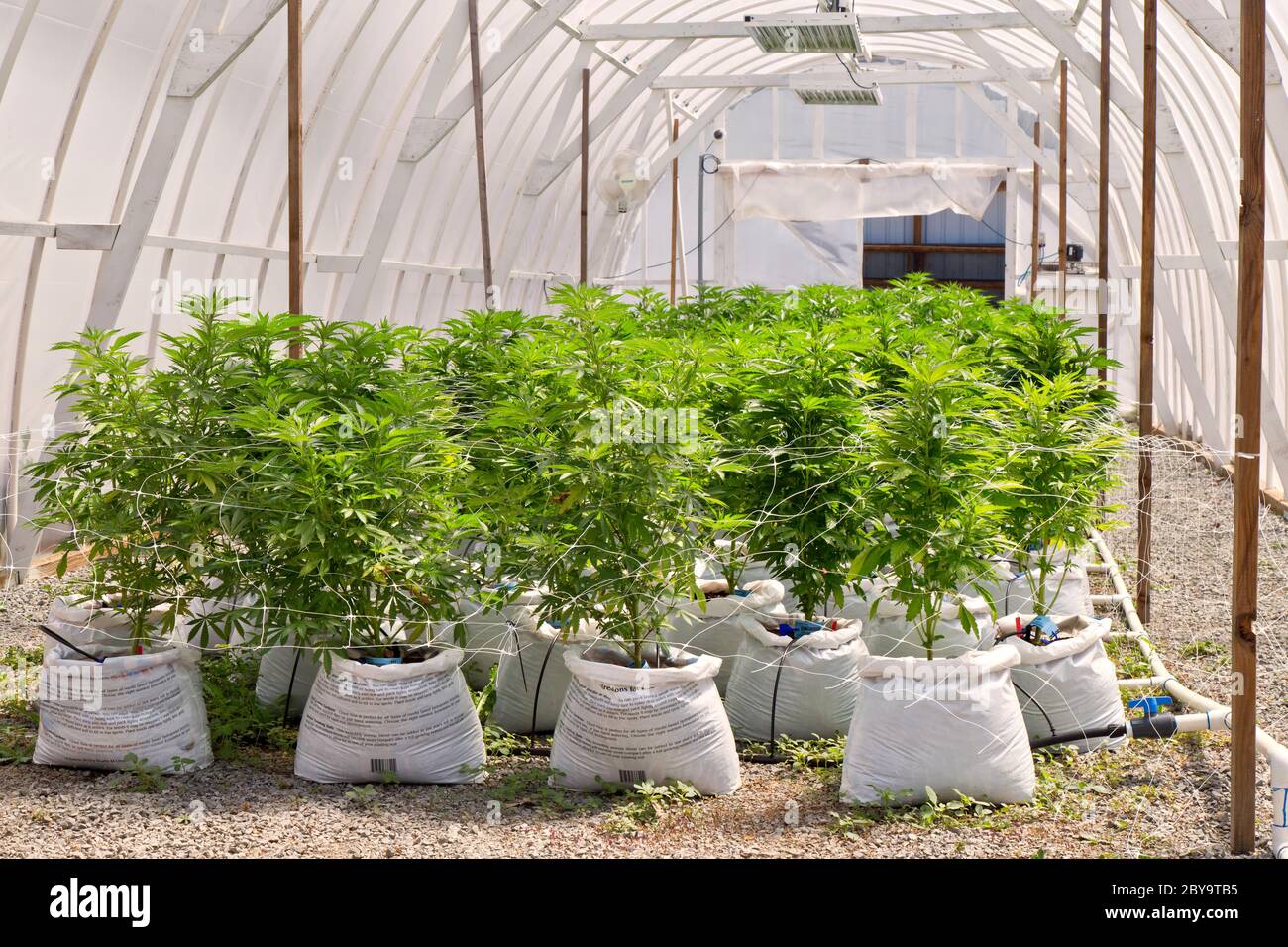Greenhouse, propagating Cannabis Sativa, variety of cuttings, Oregon. Stock Photo