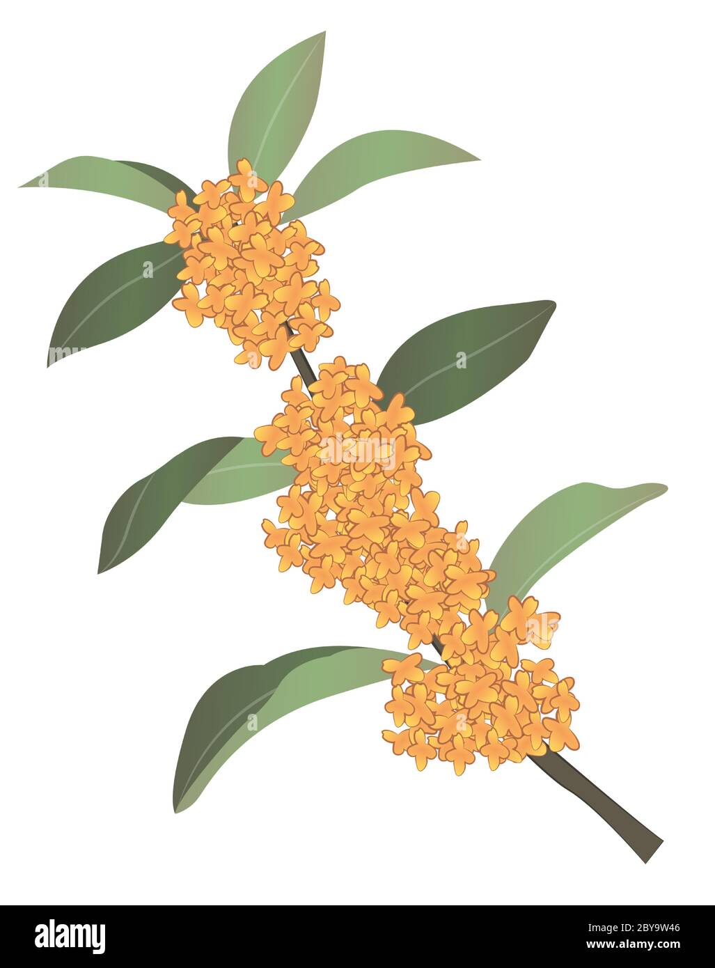 Japanese style vector Osmanthus fragrans Stock Vector Image & Art