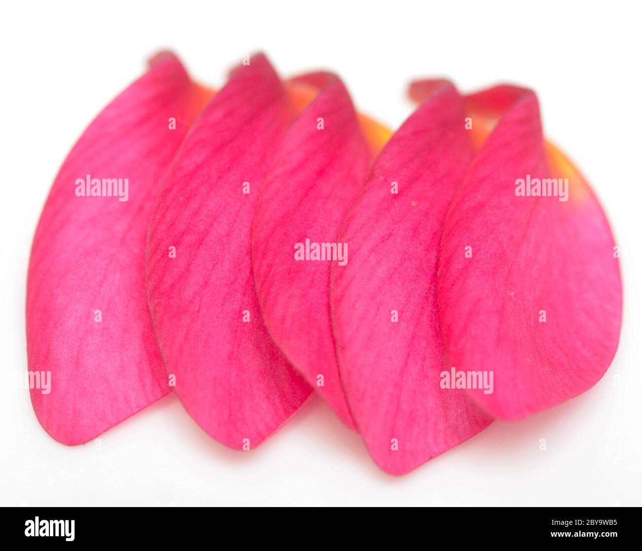 Backdrop of petals hi-res stock photography and images - Alamy
