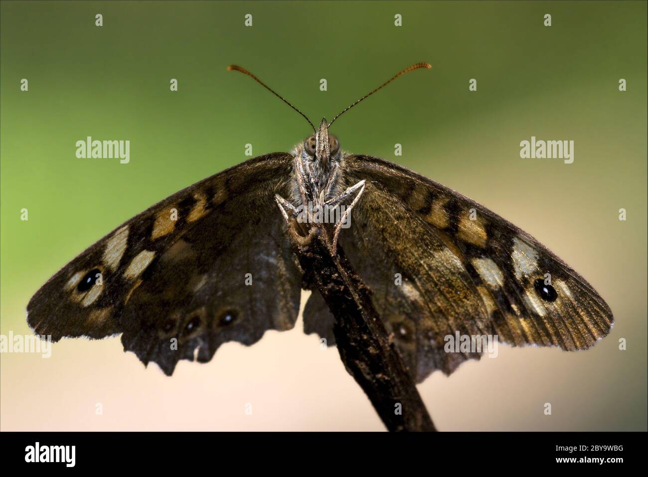 front of wild butterfly on a branch Stock Photo - Alamy