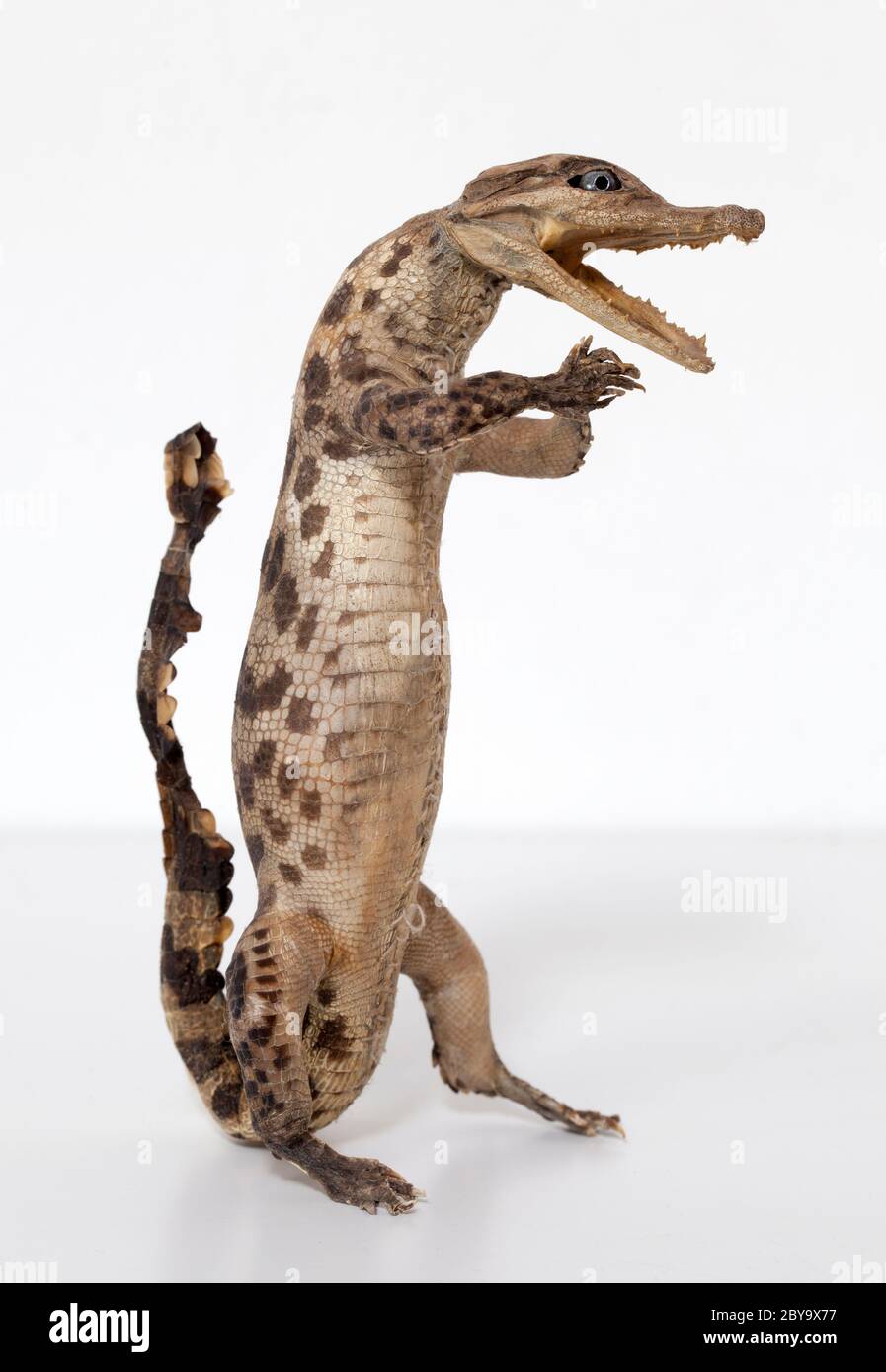 Baby Crocodile Taxidermy Figure Stock Photo
