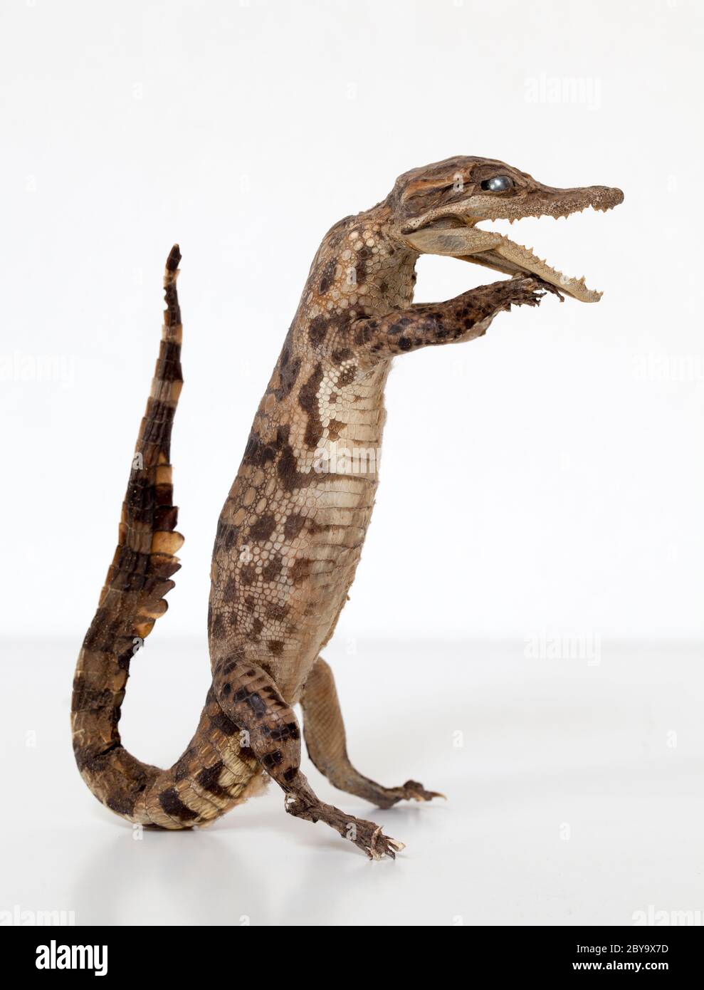 Baby Crocodile Taxidermy Figure Stock Photo