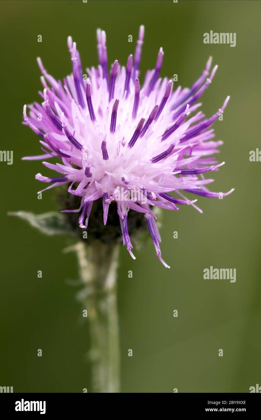 violet  serratula tinctoria Stock Photo