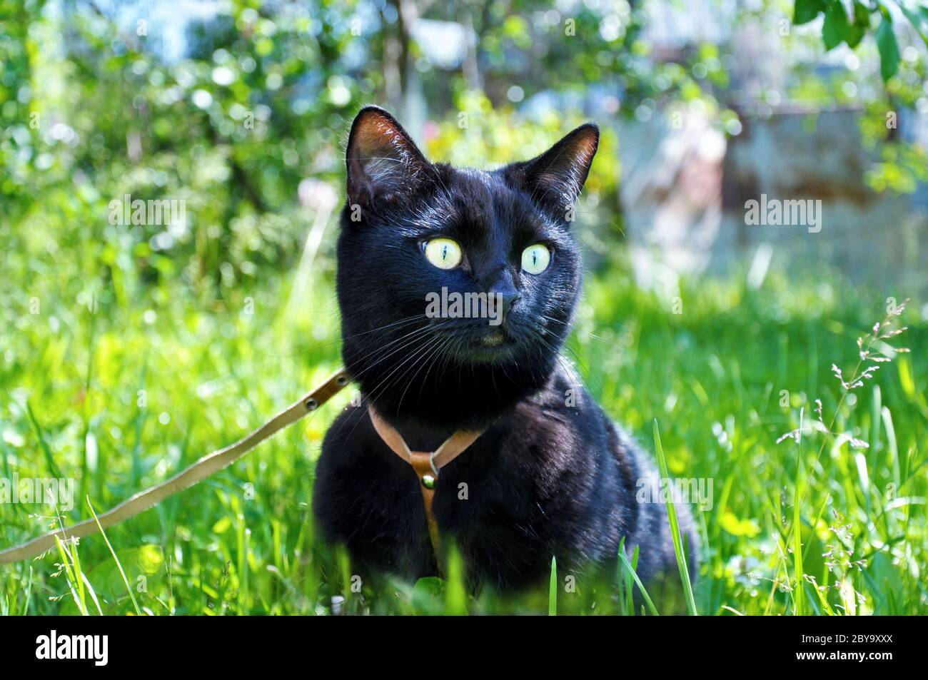cat on leash walks in green grass, close-up portrait on blurred nature background Stock Photo