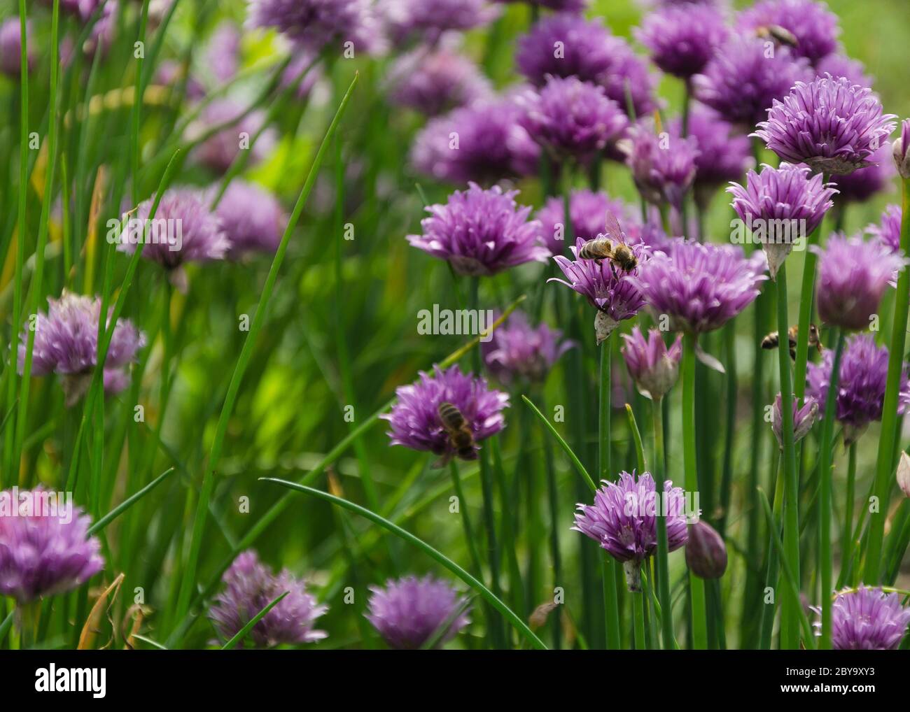 bees sitting on purple flowers of green onions Stock Photo Alamy