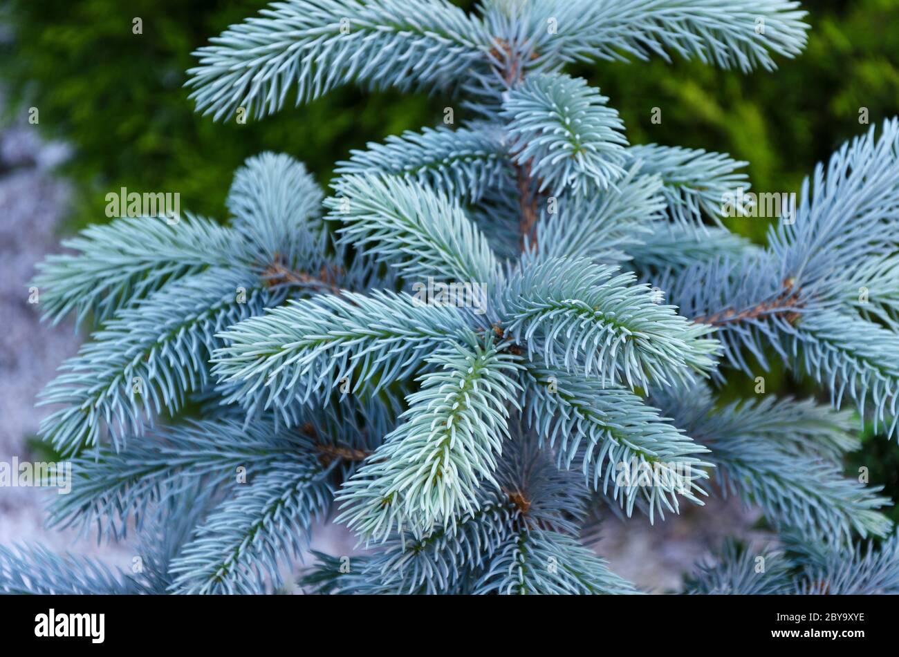blue spruce tree with blue needles 2 Stock Photo