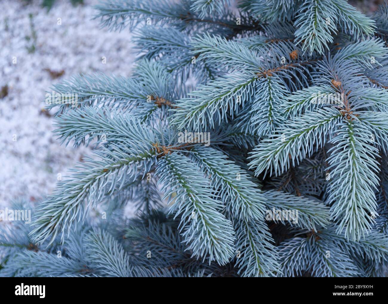 blue spruce tree with blue needles 3 Stock Photo