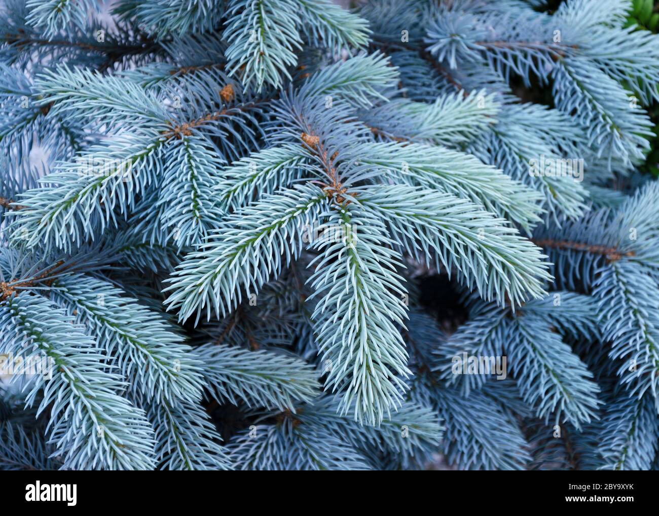 blue spruce tree with blue needles Stock Photo