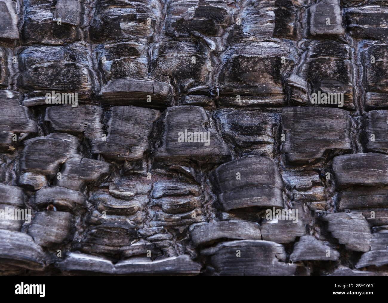 Opium poppy field destruction hi-res stock photography and images - Alamy