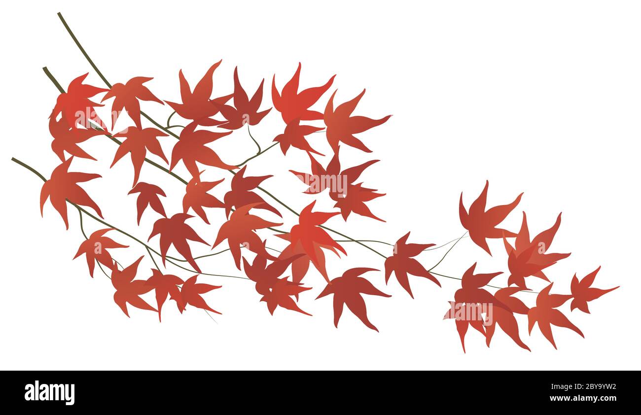 Japanese style vector Autumn red maple leaf branches Stock Vector Image ...