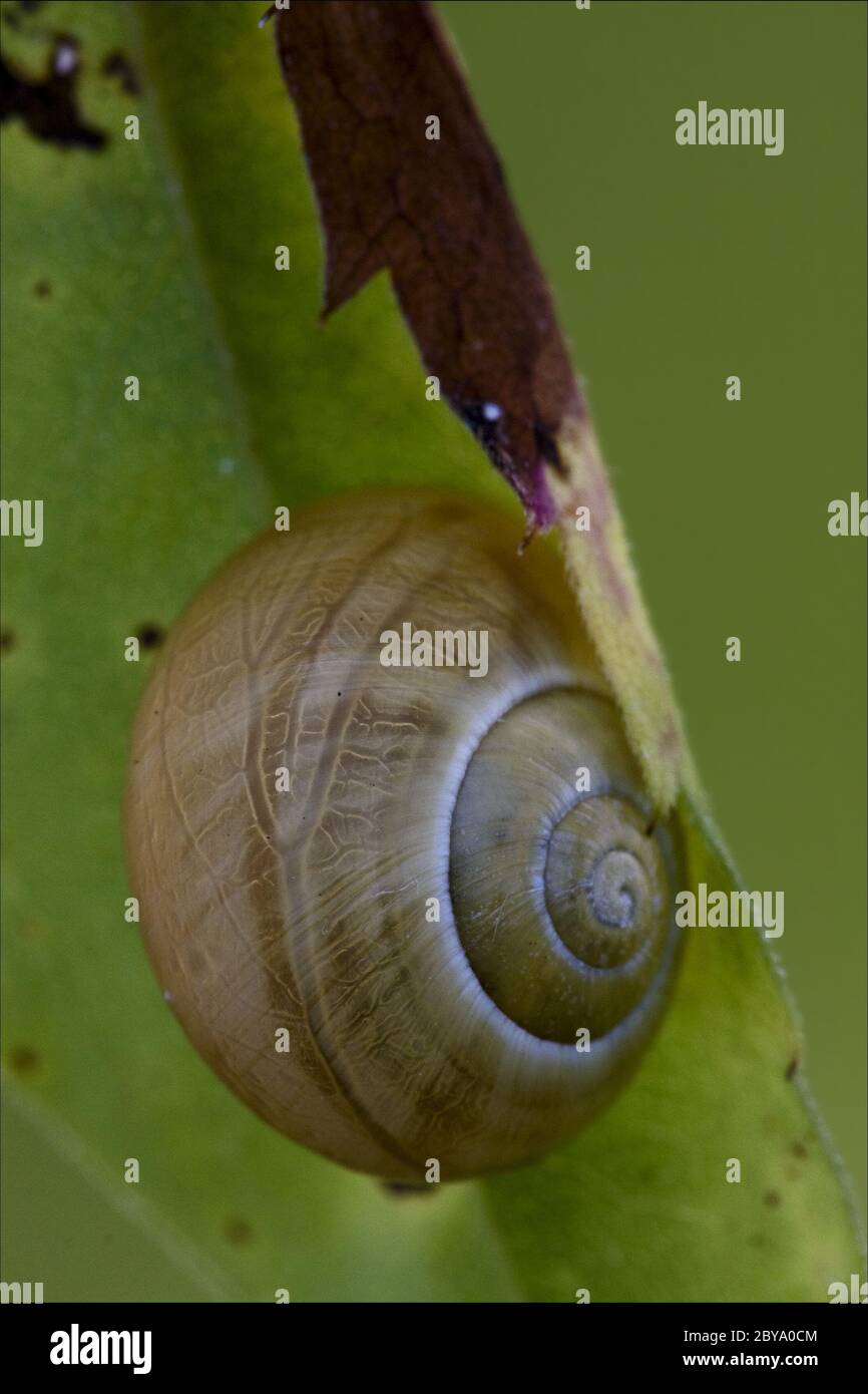 snail gastropoda phyla minori Stock Photo Alamy