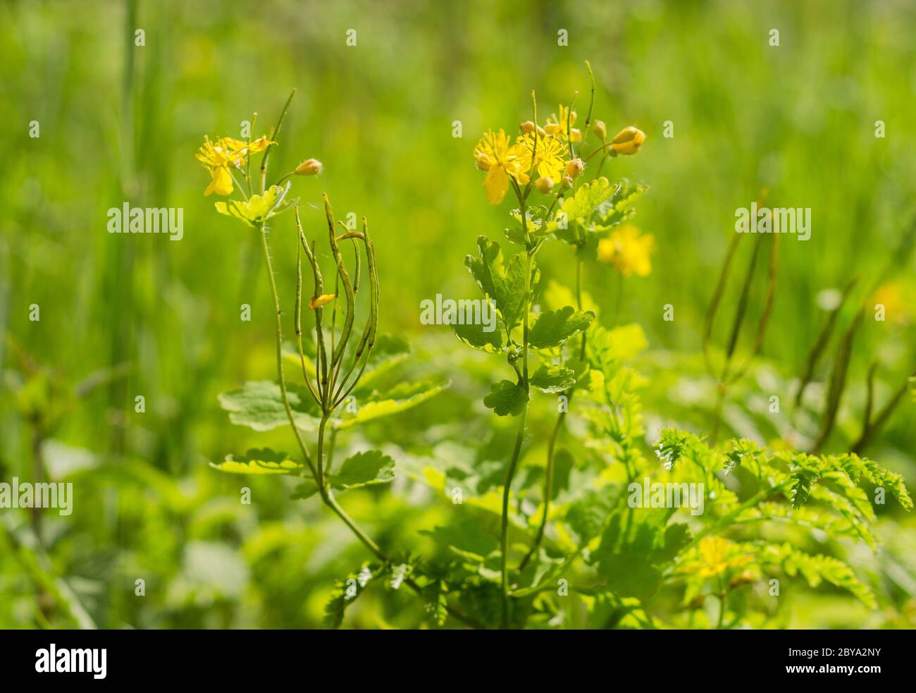 yellow flowers of celandine 2 Stock Photo