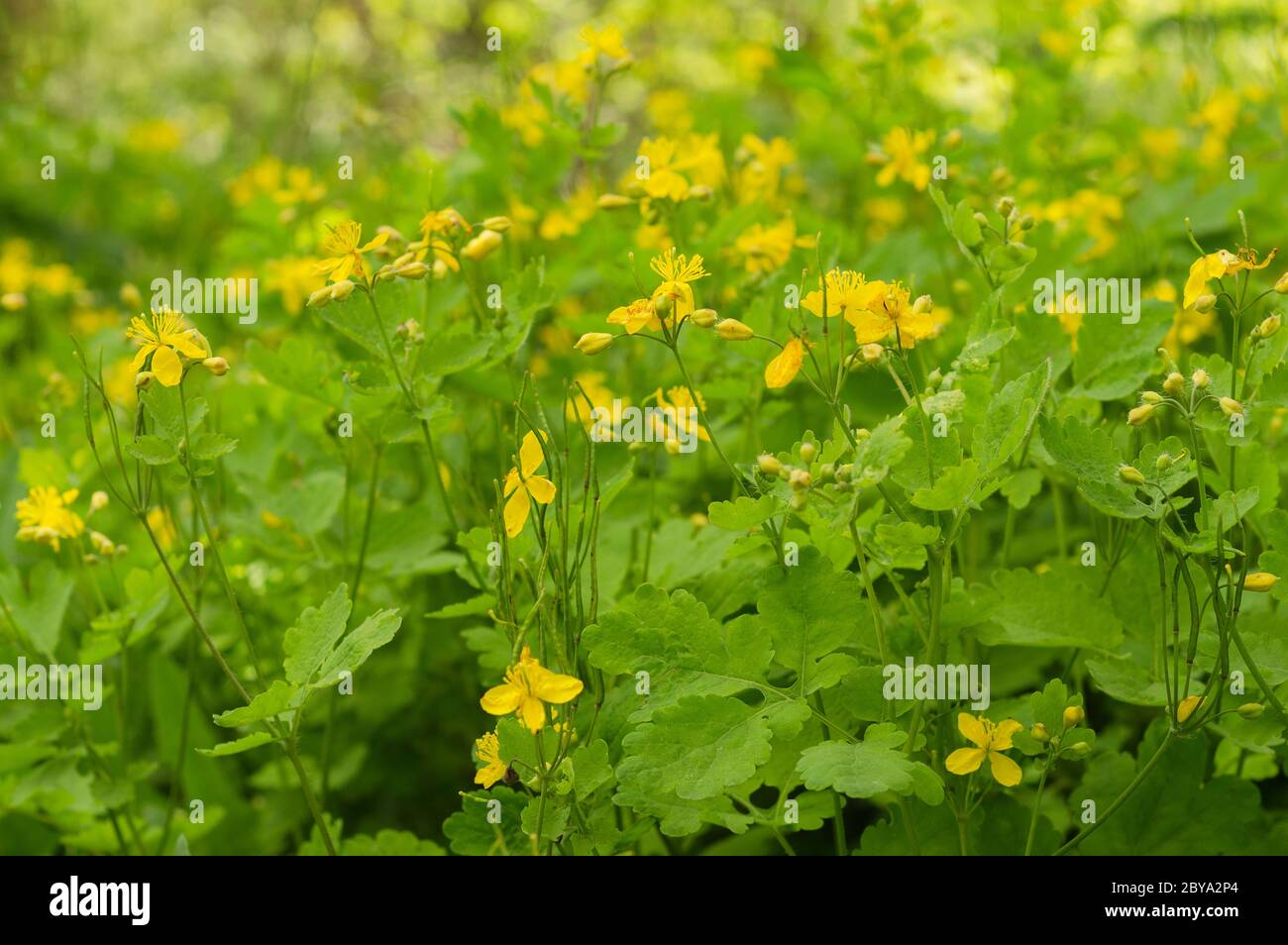yellow flowers of celandine 3 Stock Photo