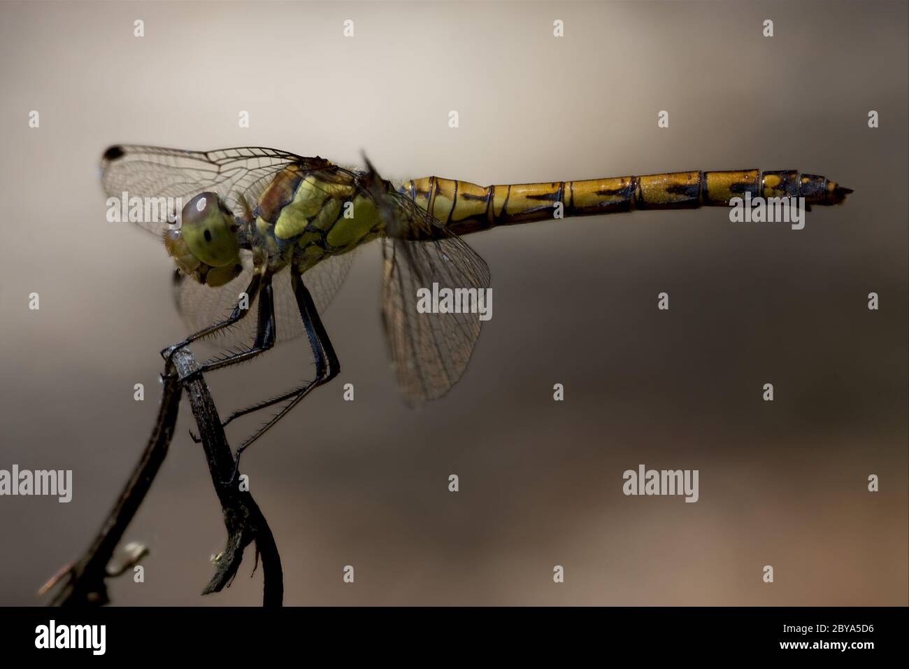 side of wild yellow black dragonfly on a branch Stock Photo - Alamy