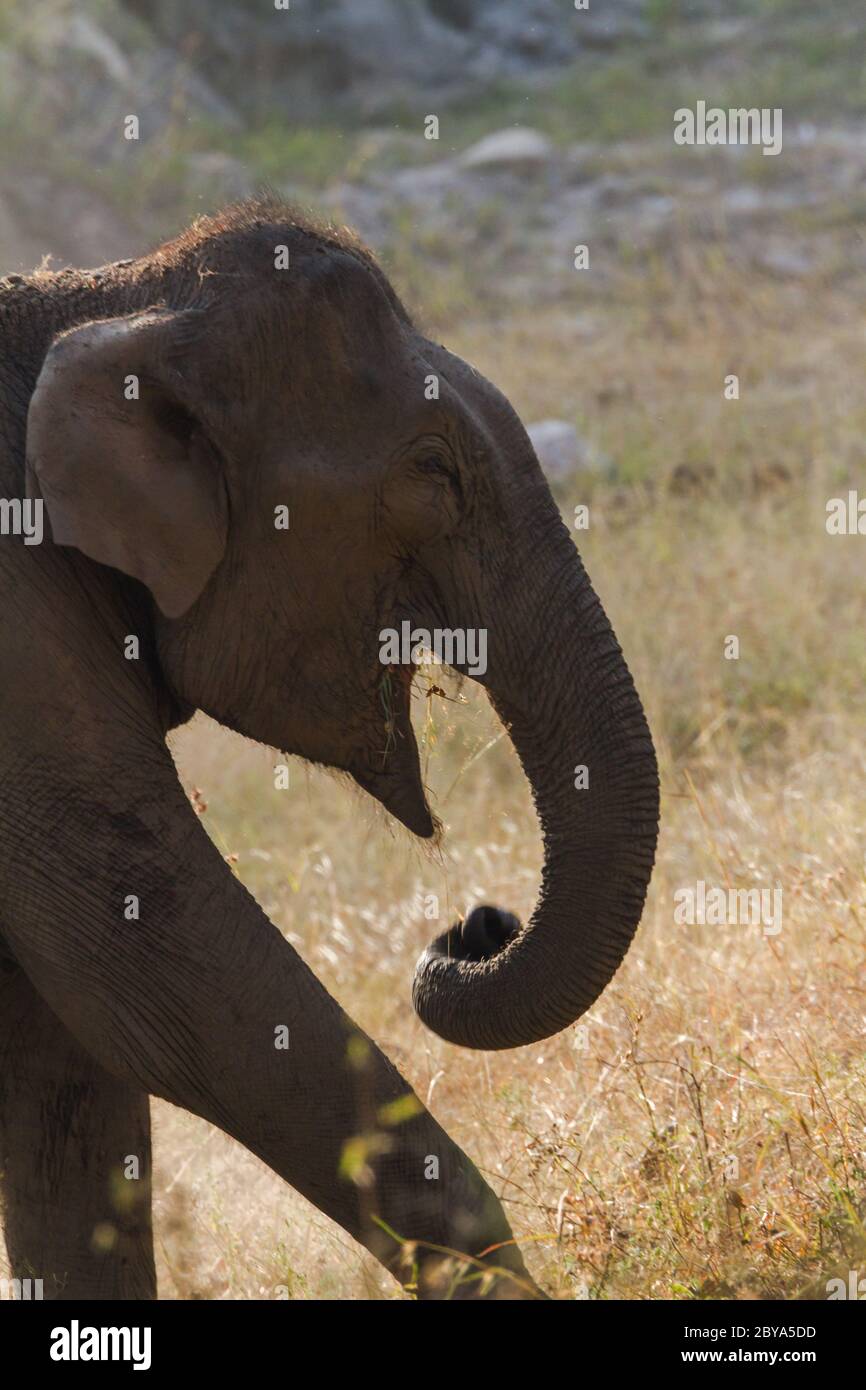 The Asian elephant (Elephas maximus) family inside the Bandipur National Park in Karnataka, India, Asia. Stock Photo