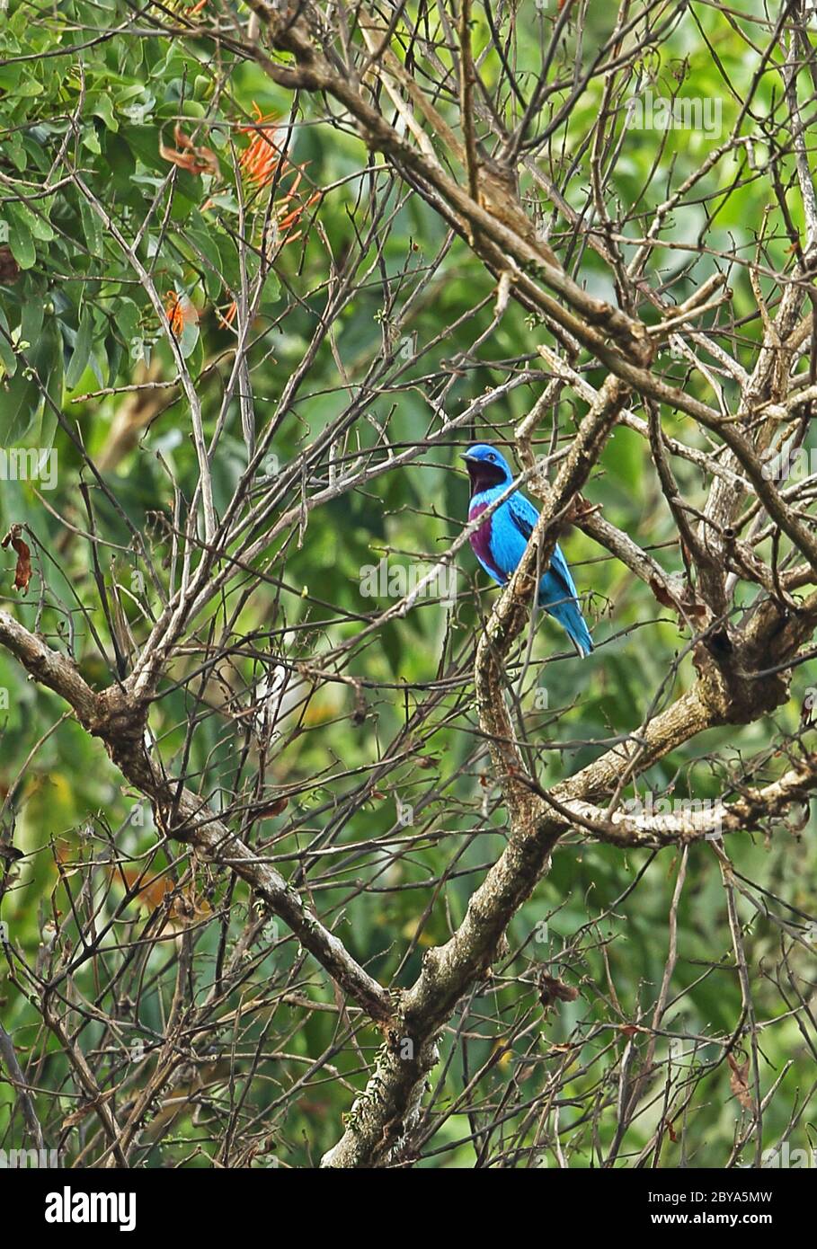 Lovely Cotinga (Cotinga amabilis) adult male perched on branch  Pico Bonito, Honduras      February 2016 Stock Photo