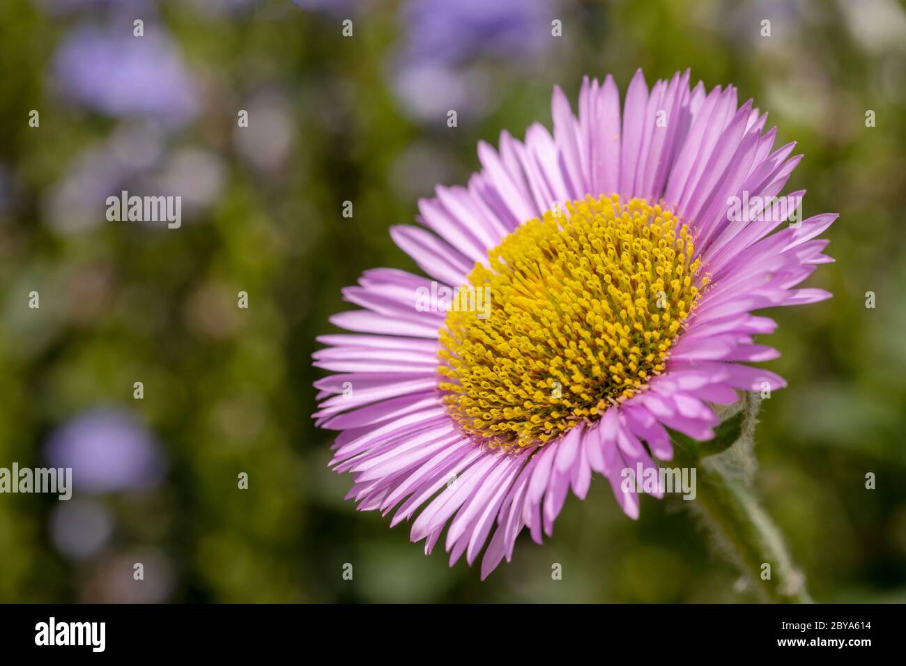 Lilac petals and bright gold yellow florets of a Seaside or Beach Aster. Focus on the central stamen with bokeh background of greens and blue colours. Stock Photo