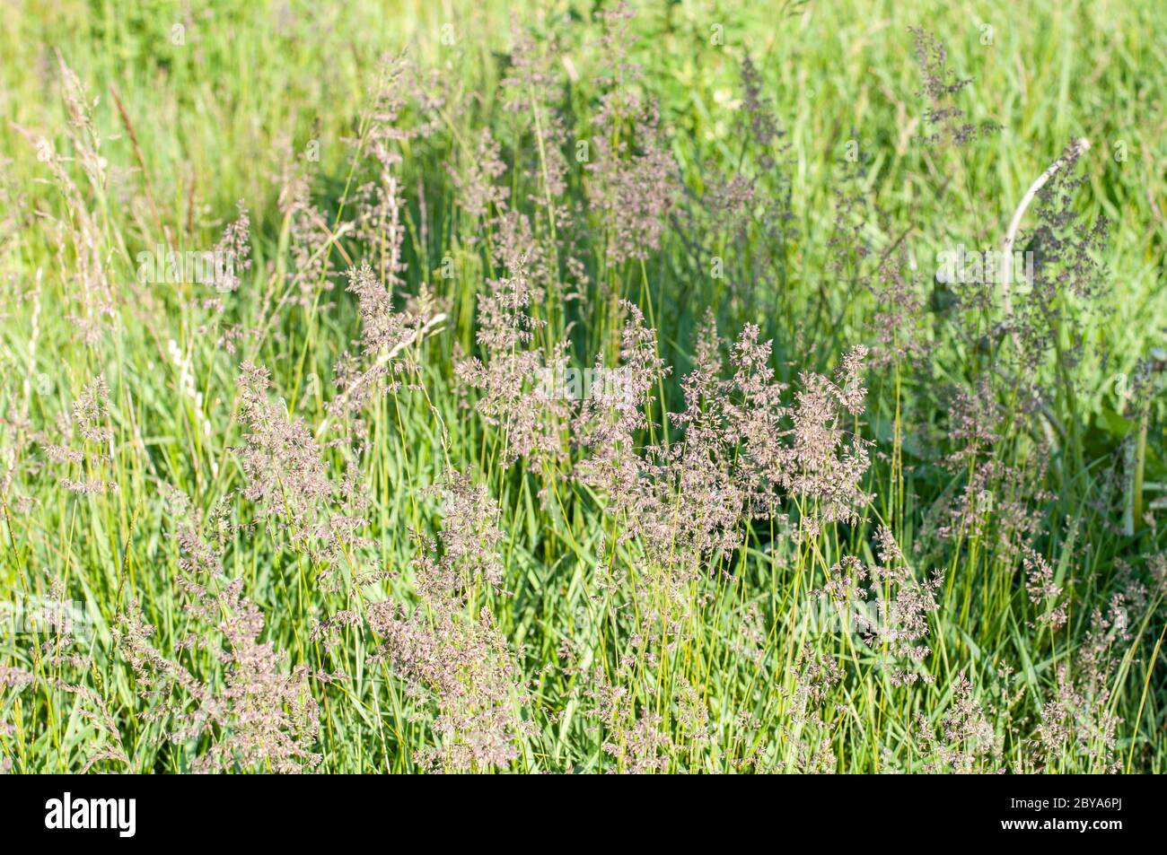 close-up of purple colored flowers of bentgrass in a meadow in springtime Stock Photo
