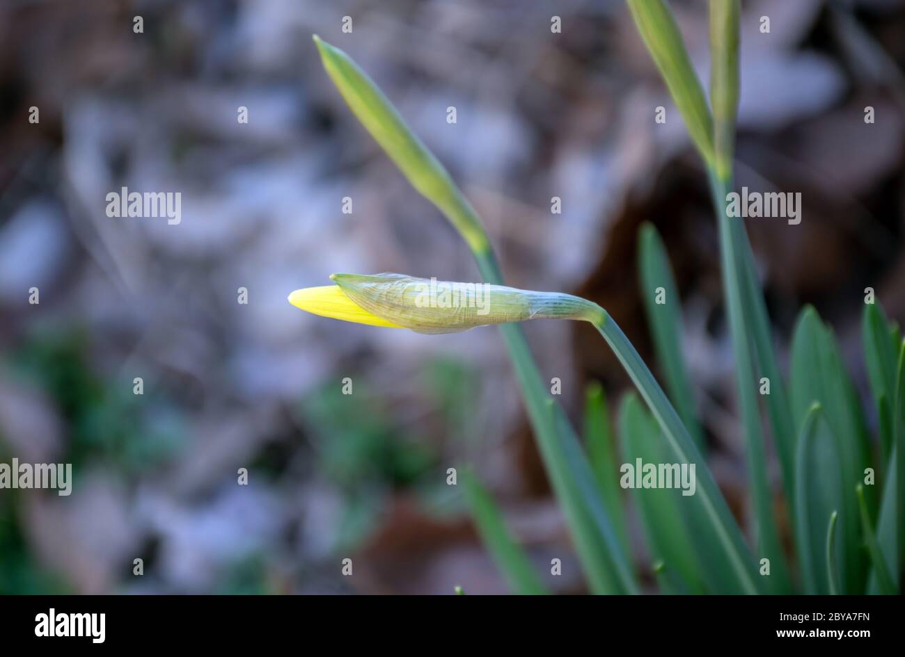Spring is on the way in Misosuri and the yellow jonquil's are about to open up. They are sometimes called daffodil's. Bokeh effect. Stock Photo