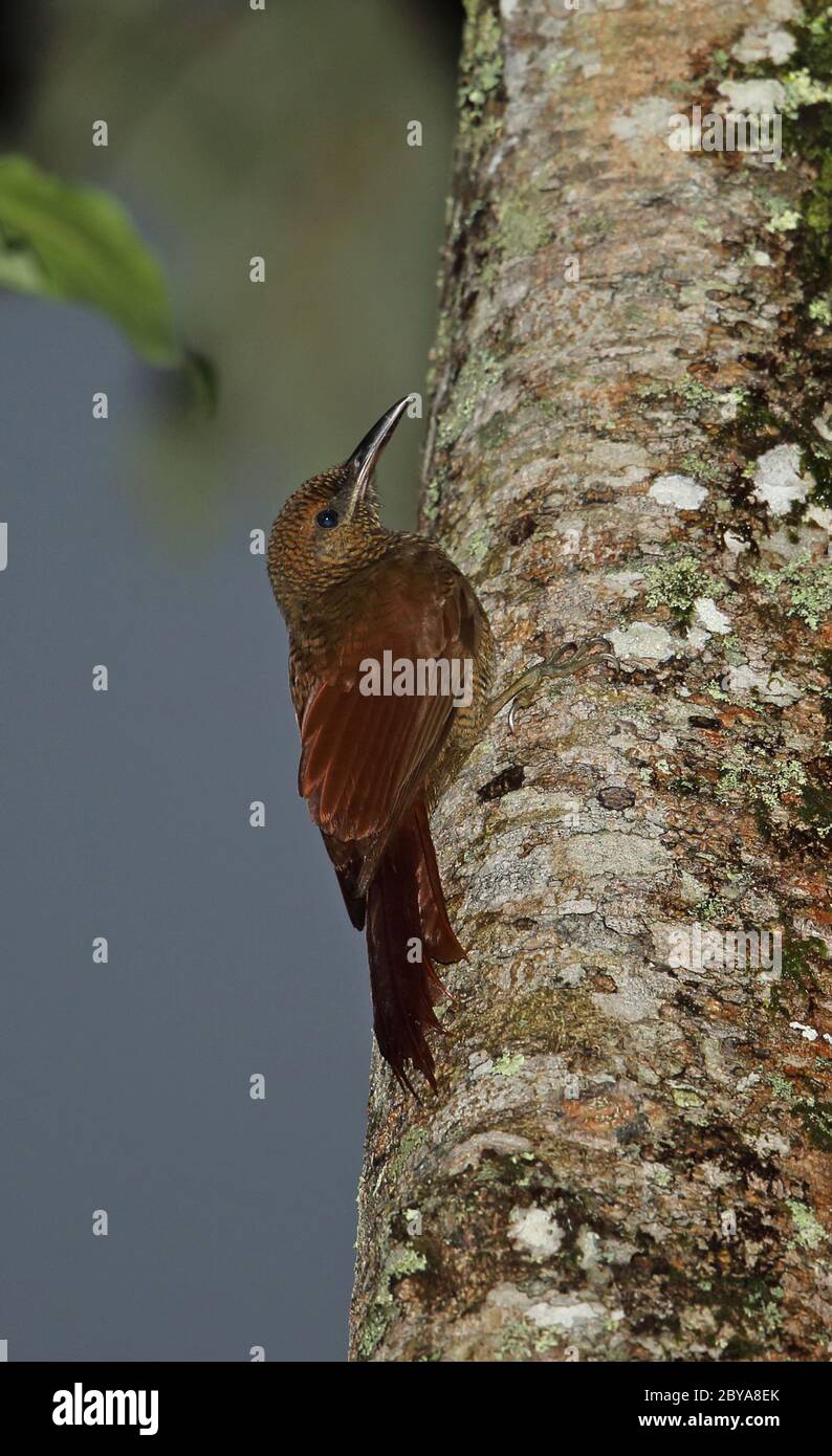 Northern Barred Woodcreeper (Dendrocolaptes sanctithomae sanctithomae) adult clinging to tree-trunk  Panacam, Honduras      February 2016 Stock Photo