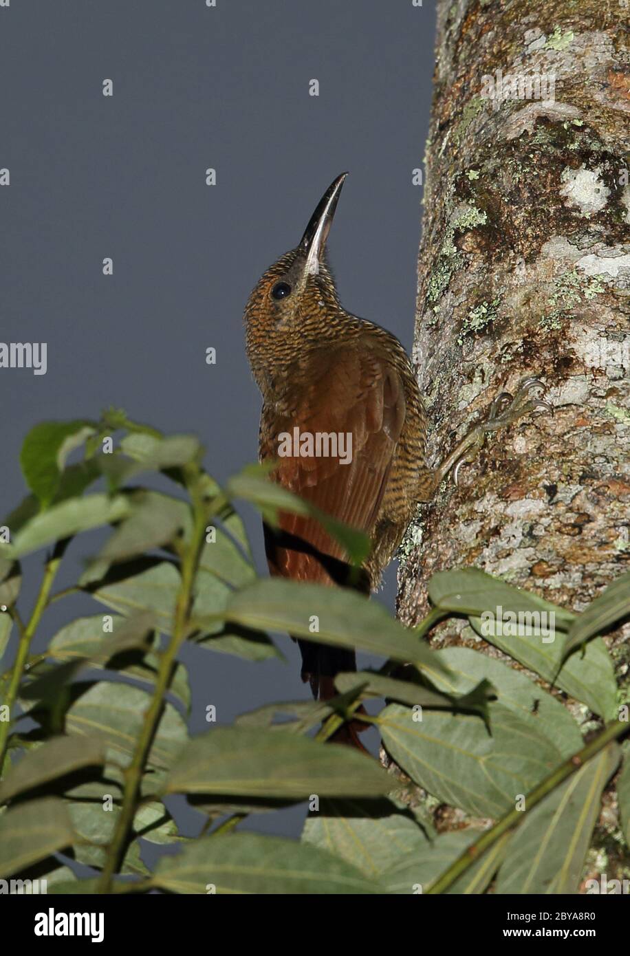 Northern Barred Woodcreeper (Dendrocolaptes sanctithomae sanctithomae) adult clinging to tree-trunk  Panacam, Honduras      February 2016 Stock Photo