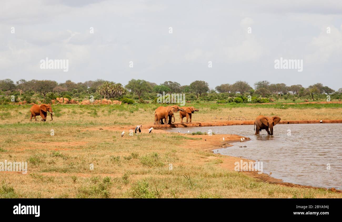 South africa waterhole splash hi-res stock photography and images - Alamy