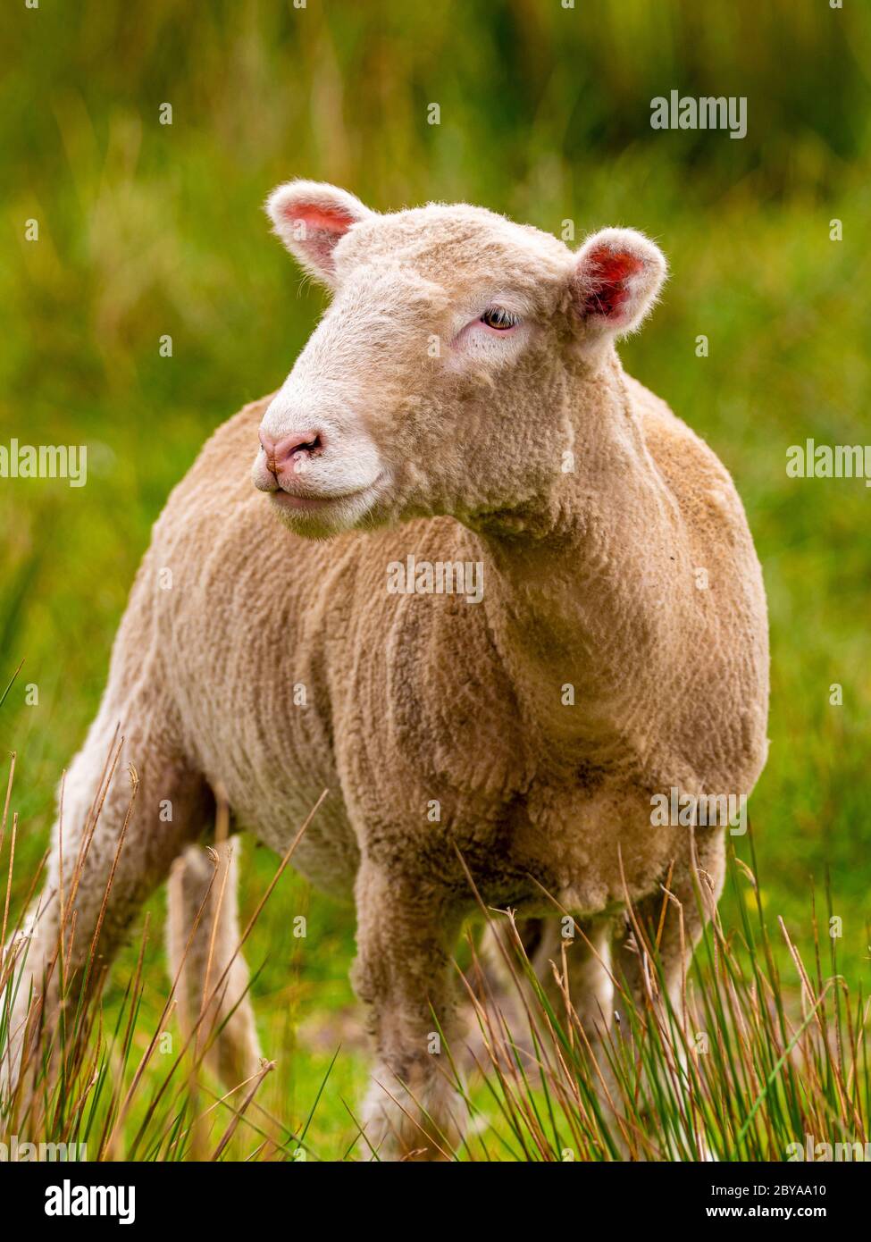 A single shorn sheep standing in a field. Lancashire UK Stock Photo
