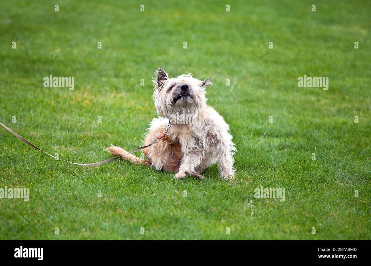 funny dog with fleas Stock Photo
