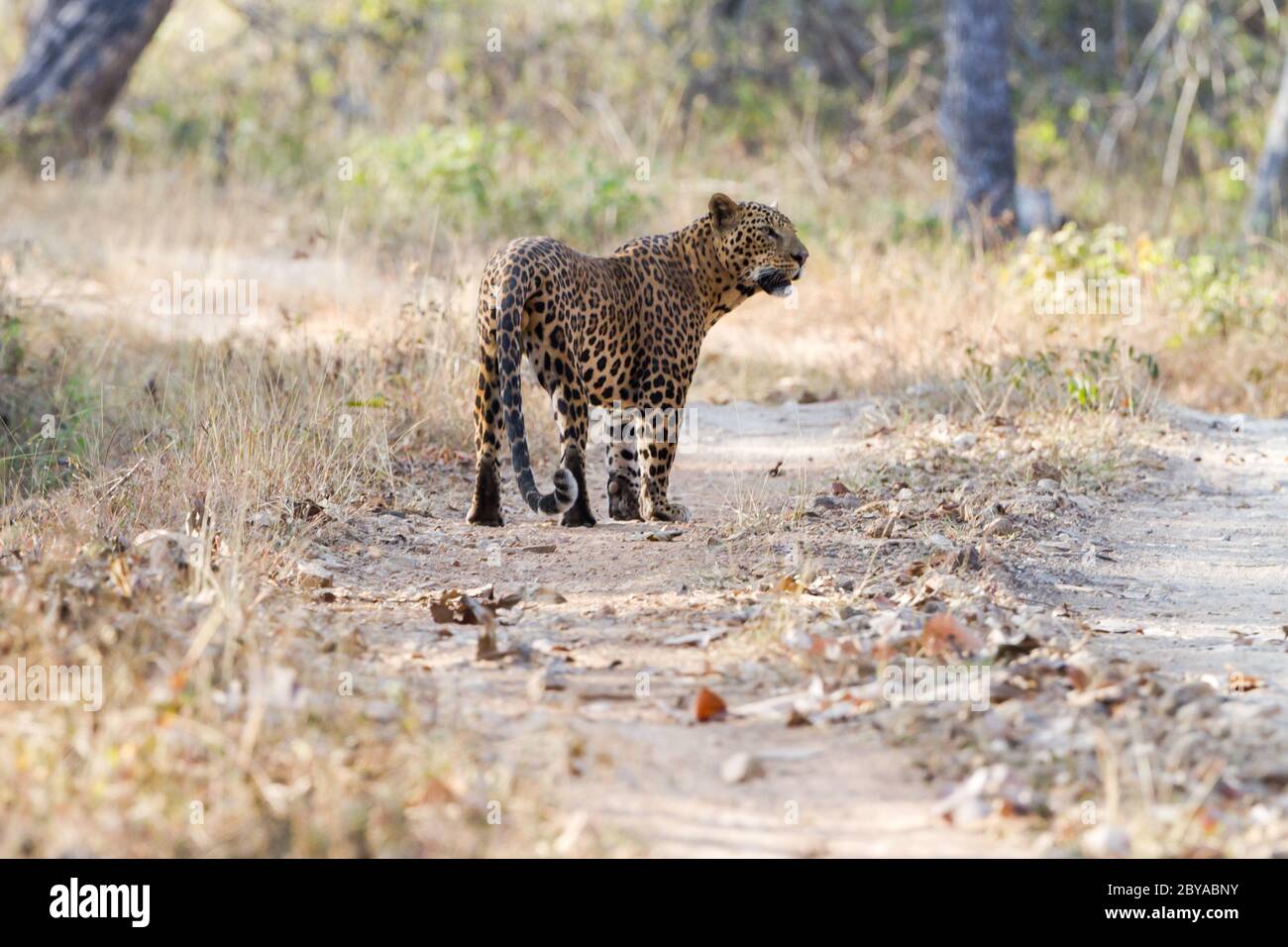 The Indian leopard (Panthera pardus fusca) inside the Bandipur National Park in Karnataka, India, Asia. Stock Photo