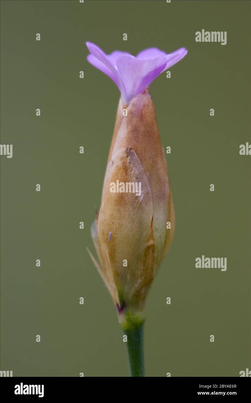 flowering  malvacee Stock Photo