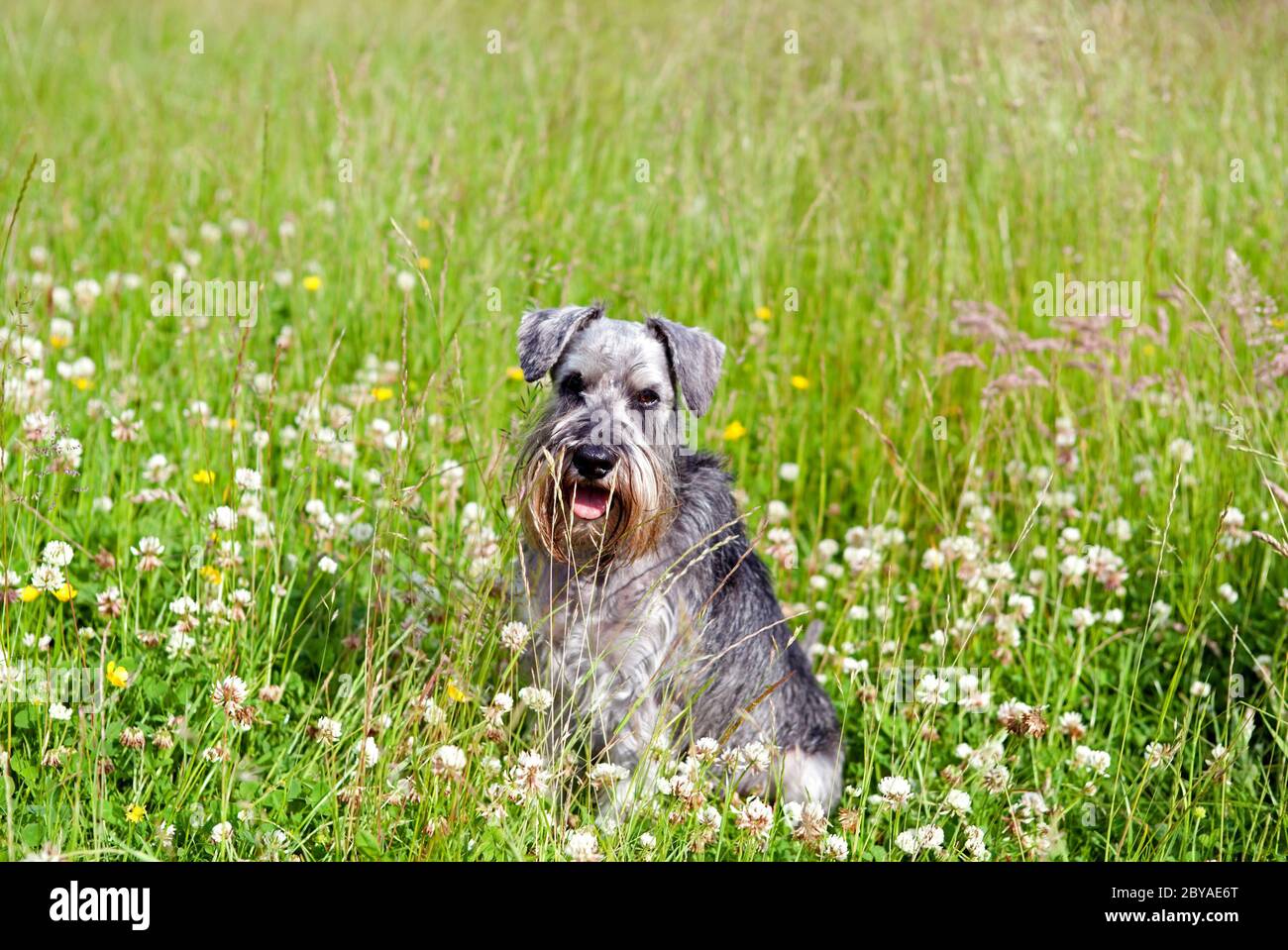miniature schnauzer on field Stock Photo