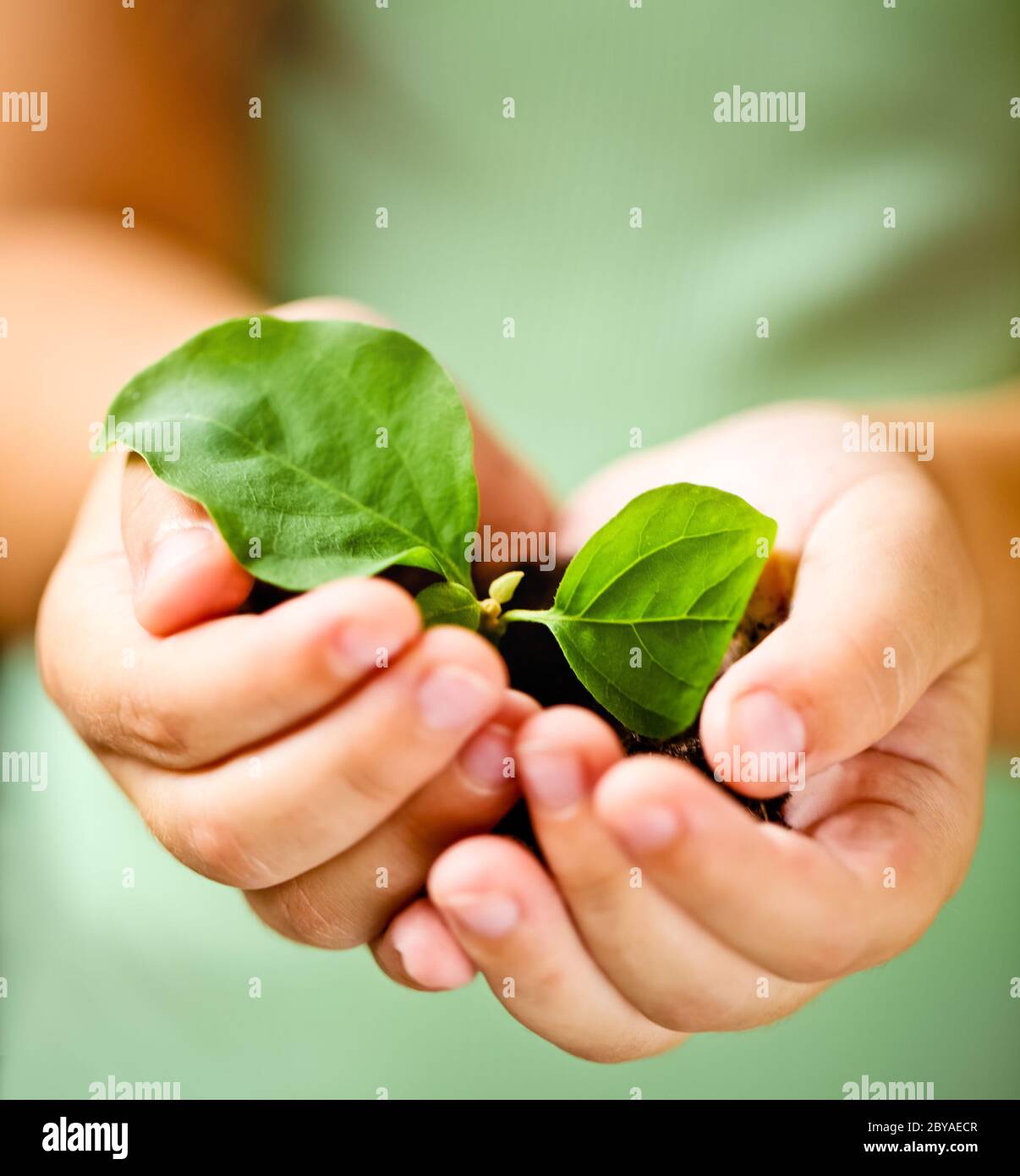 Child holding little plant Stock Photo