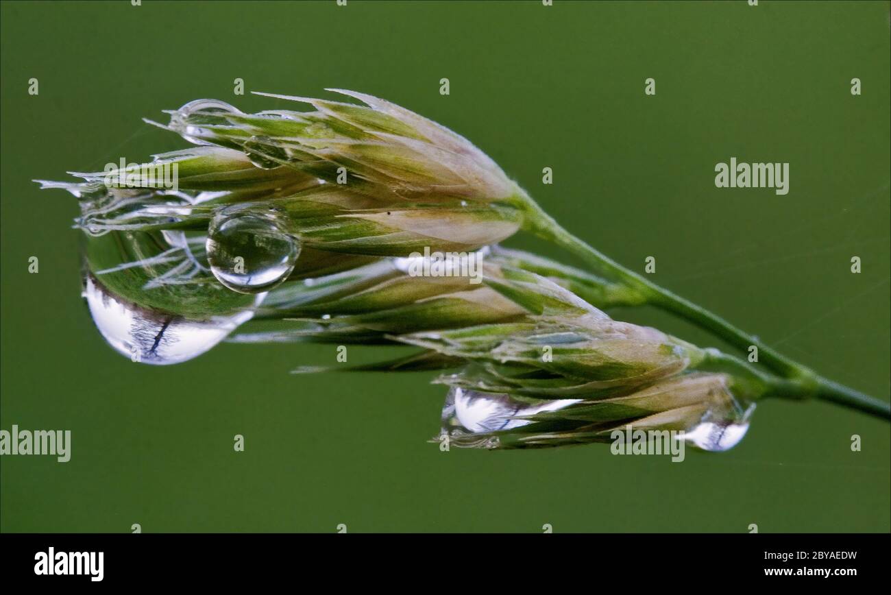 plant and tree drop in green background Stock Photo Alamy