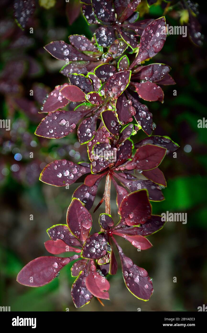 Artistic summer background with wet twig of Berberis thunbergii Coronita  - colorful ornamental plant for garden landscaping. Brilliants of water drop Stock Photo