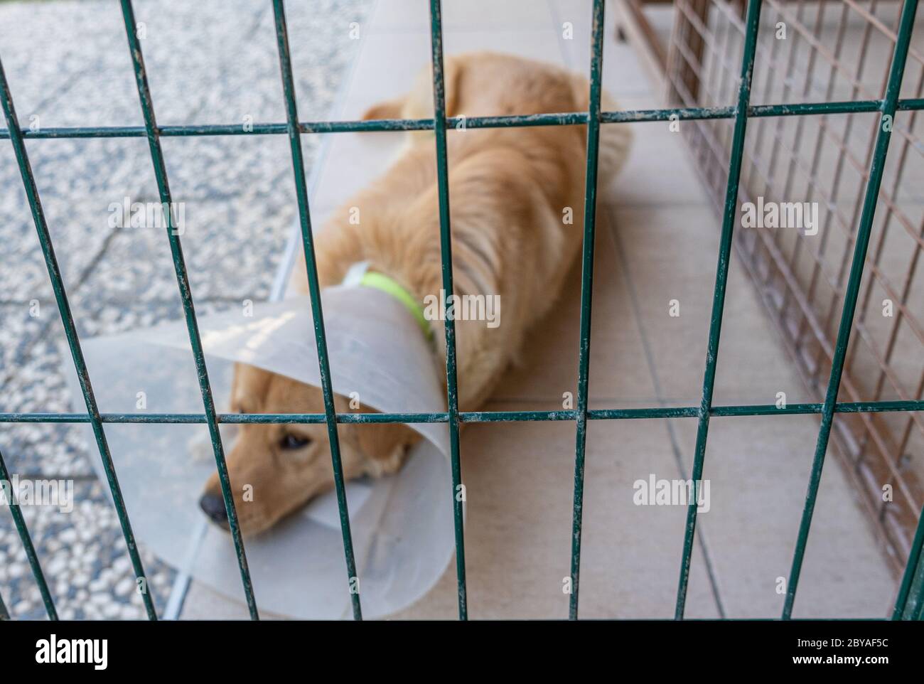 dog in animal shelter cage after surgery Stock Photo Alamy