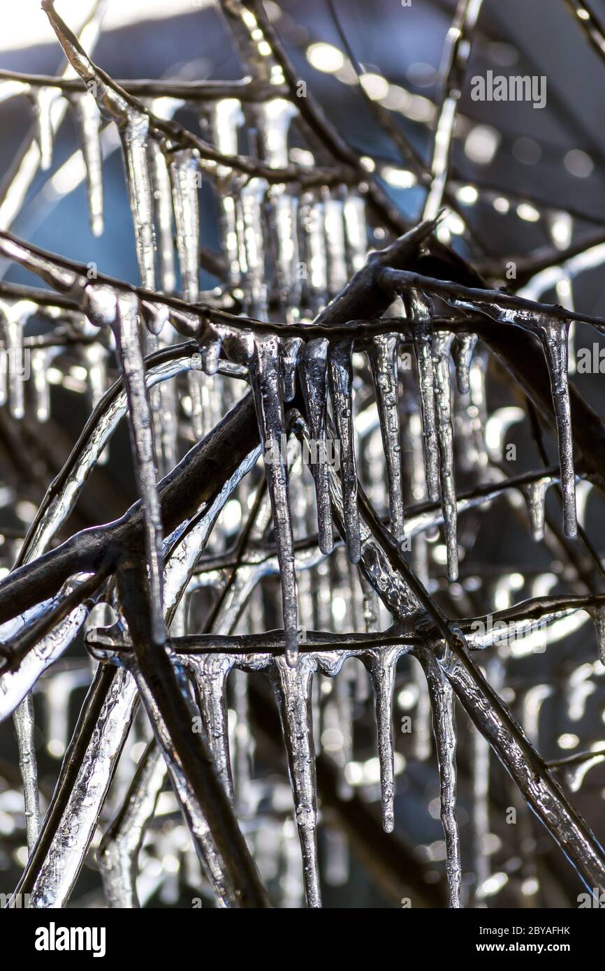 Close up frozen tree hi-res stock photography and images - Alamy