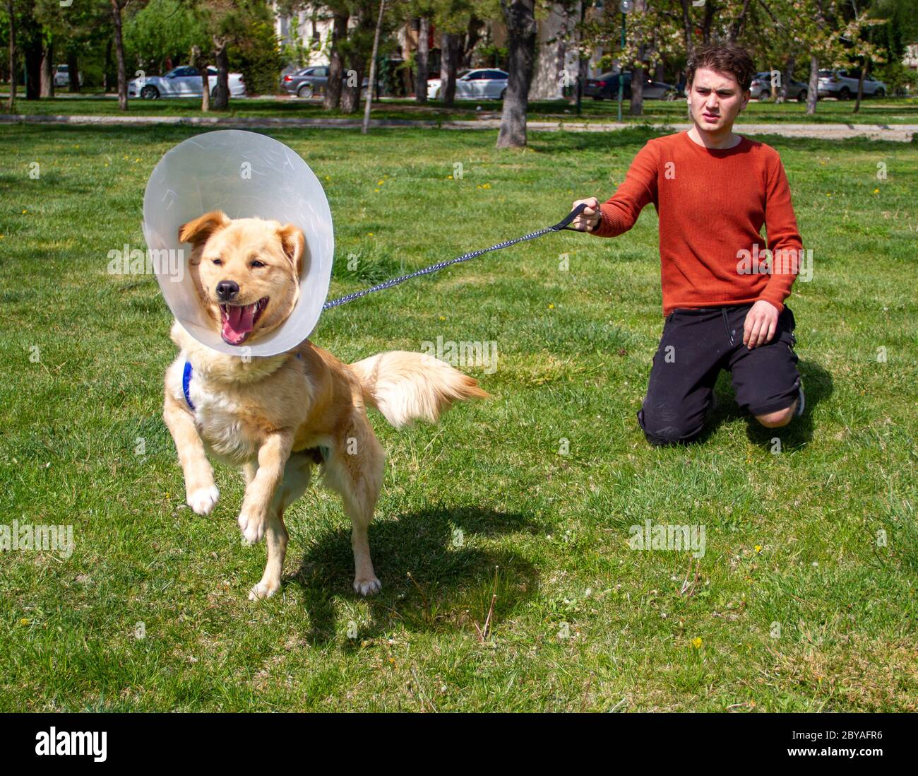 Boy Playing With Angry Golden Retriever At Park Wearing Cone Collar After Surgery Stock Photo Alamy