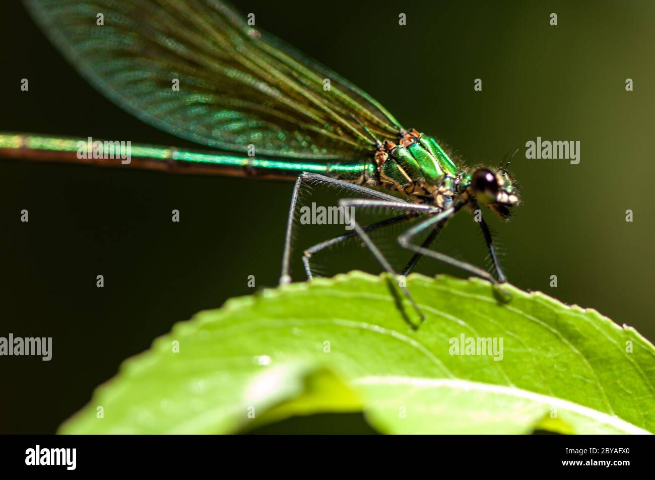 Close-up of a dragonfly sitting on a leaf. Selective focus Stock Photo ...