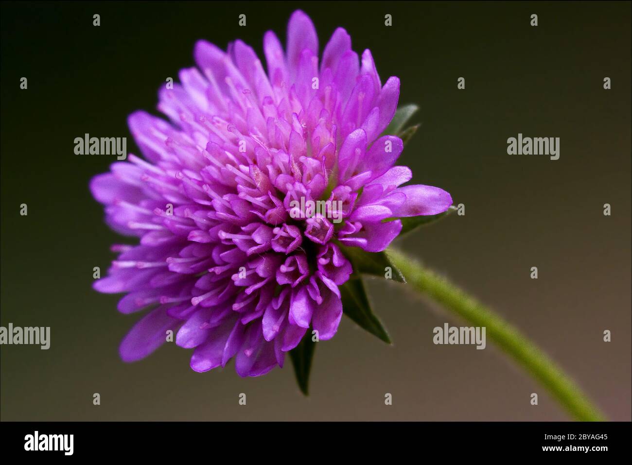 dispsacacea labiate violet flower Stock Photo