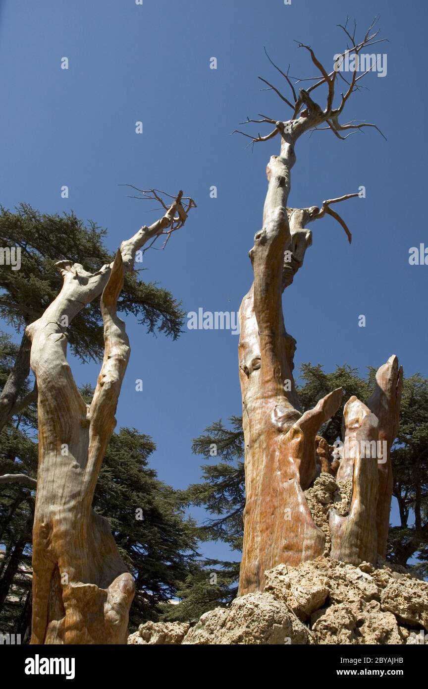 barkless trees Stock Photo Alamy