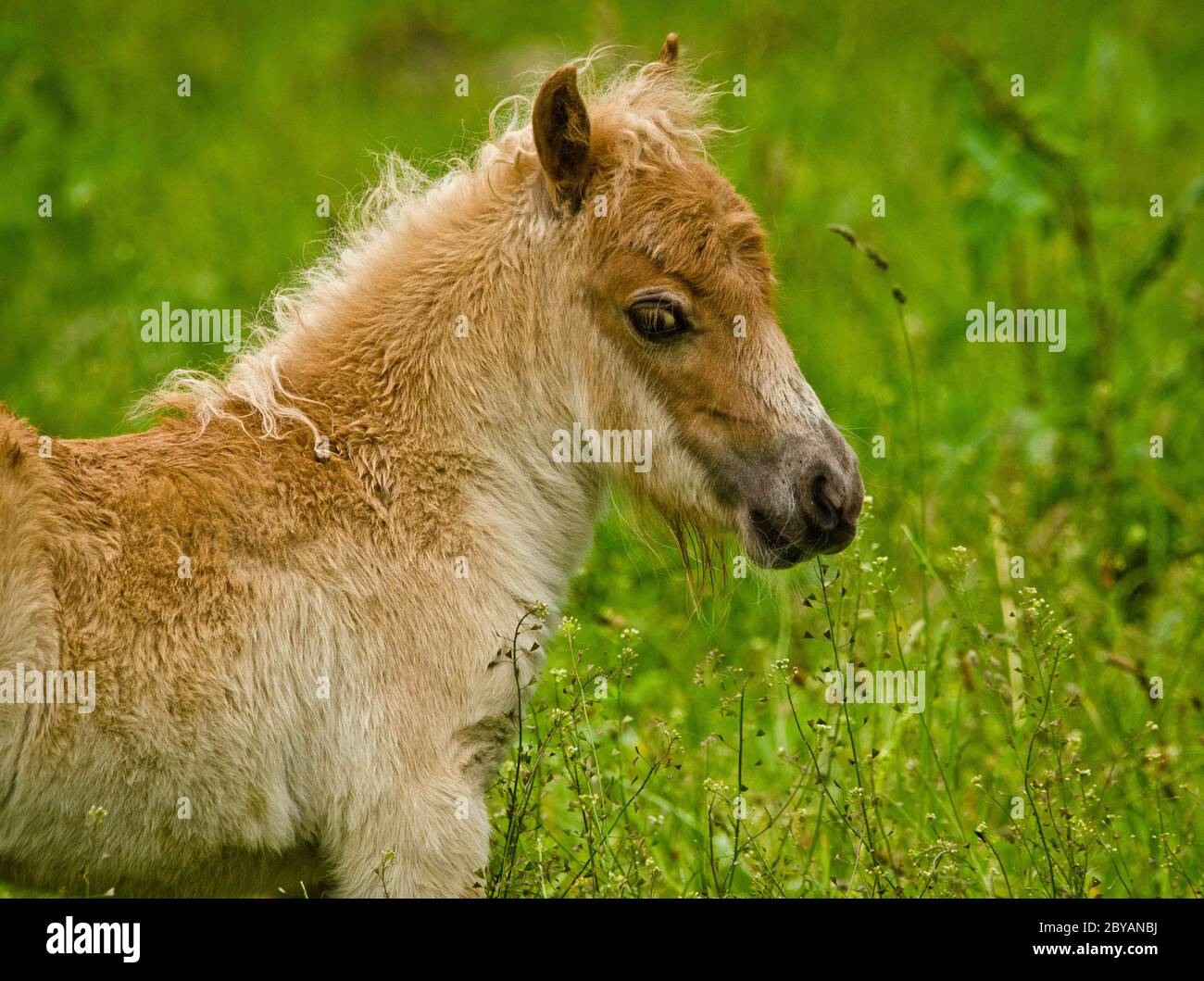 A newborn small chestnut foal of a shetland pony is tasting a little bit of grass, a cute and georgous portrait Stock Photo