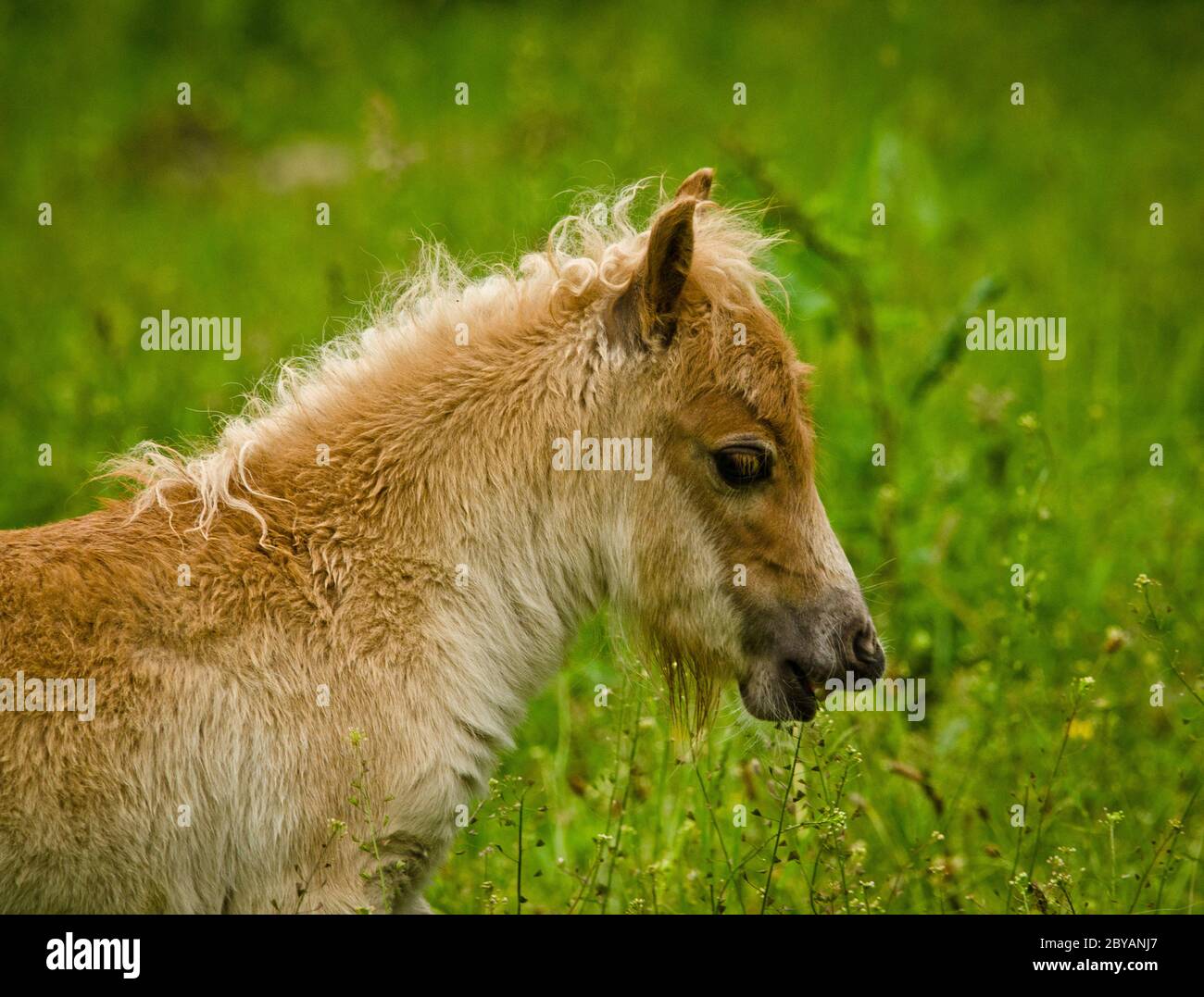 A newborn small chestnut foal of a shetland pony is tasting a little bit of grass, a cute and georgous portrait Stock Photo