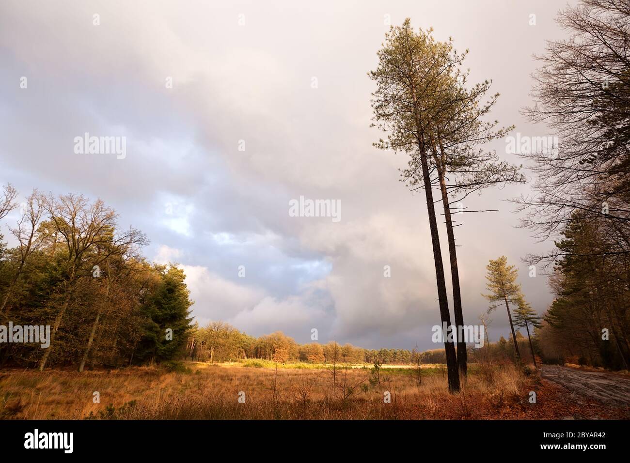 Pine trees field hi-res stock photography and images - Alamy