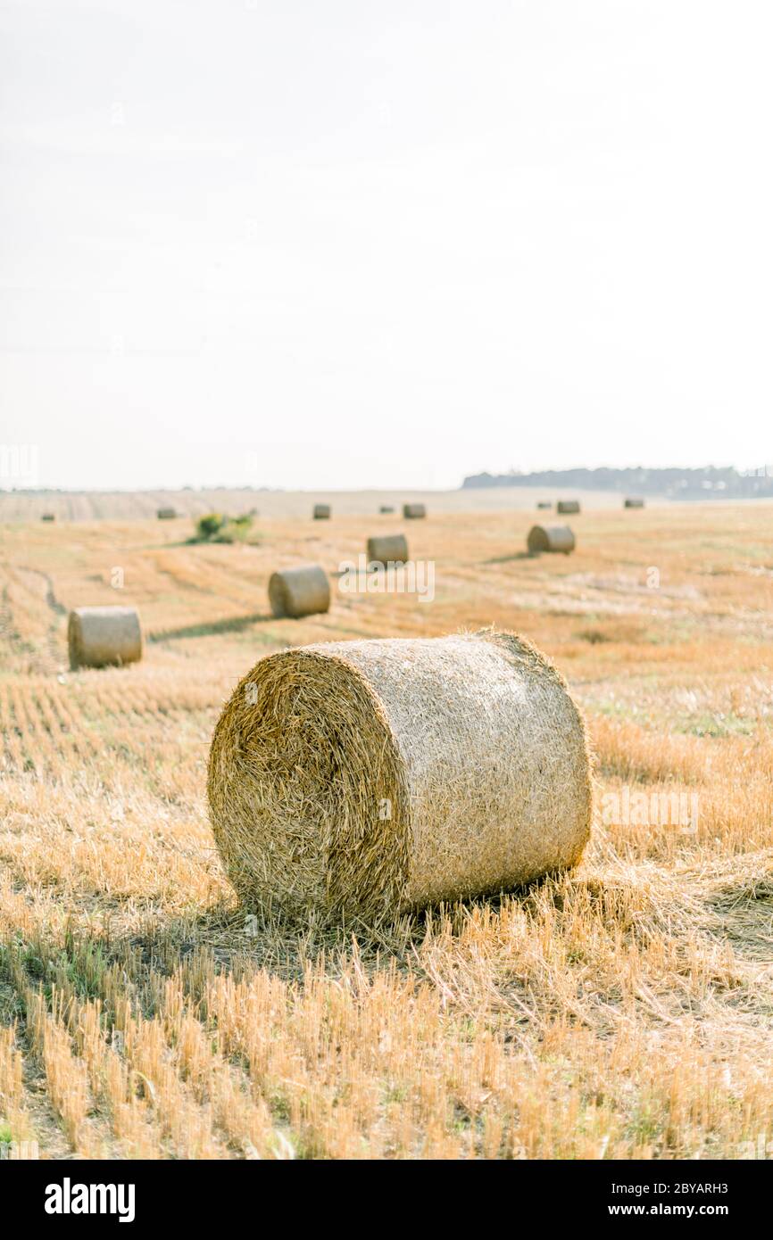 Fall In Love Process High Resolution Stock Photography And Images Alamy