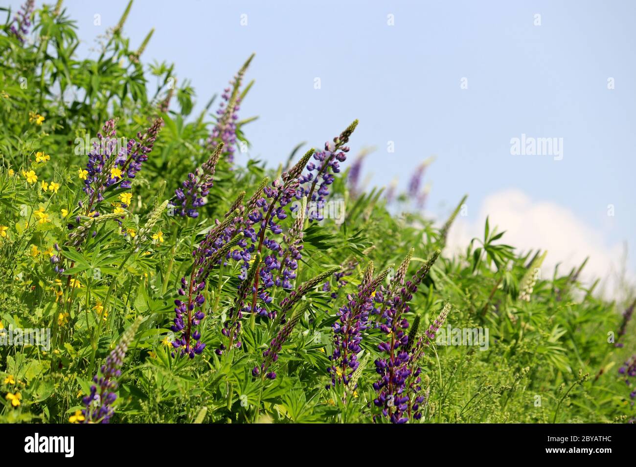 Blue purple wildflowers hi-res stock photography and images - Alamy