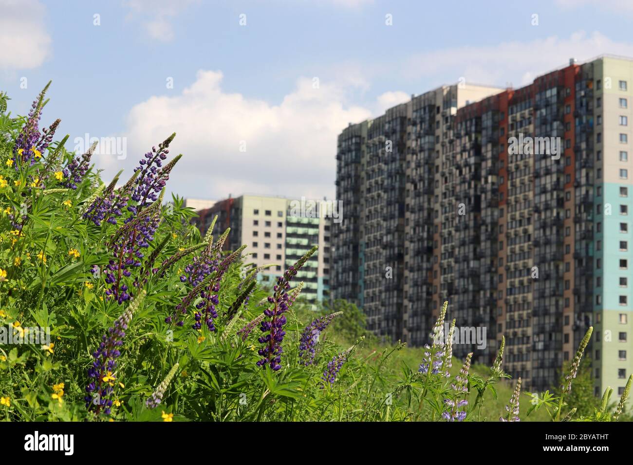 View to the residential buildings from the hill, overgrown with grass and wild flowers of lupin. Concept of ecology in a city, suburb area, eco-friend Stock Photo