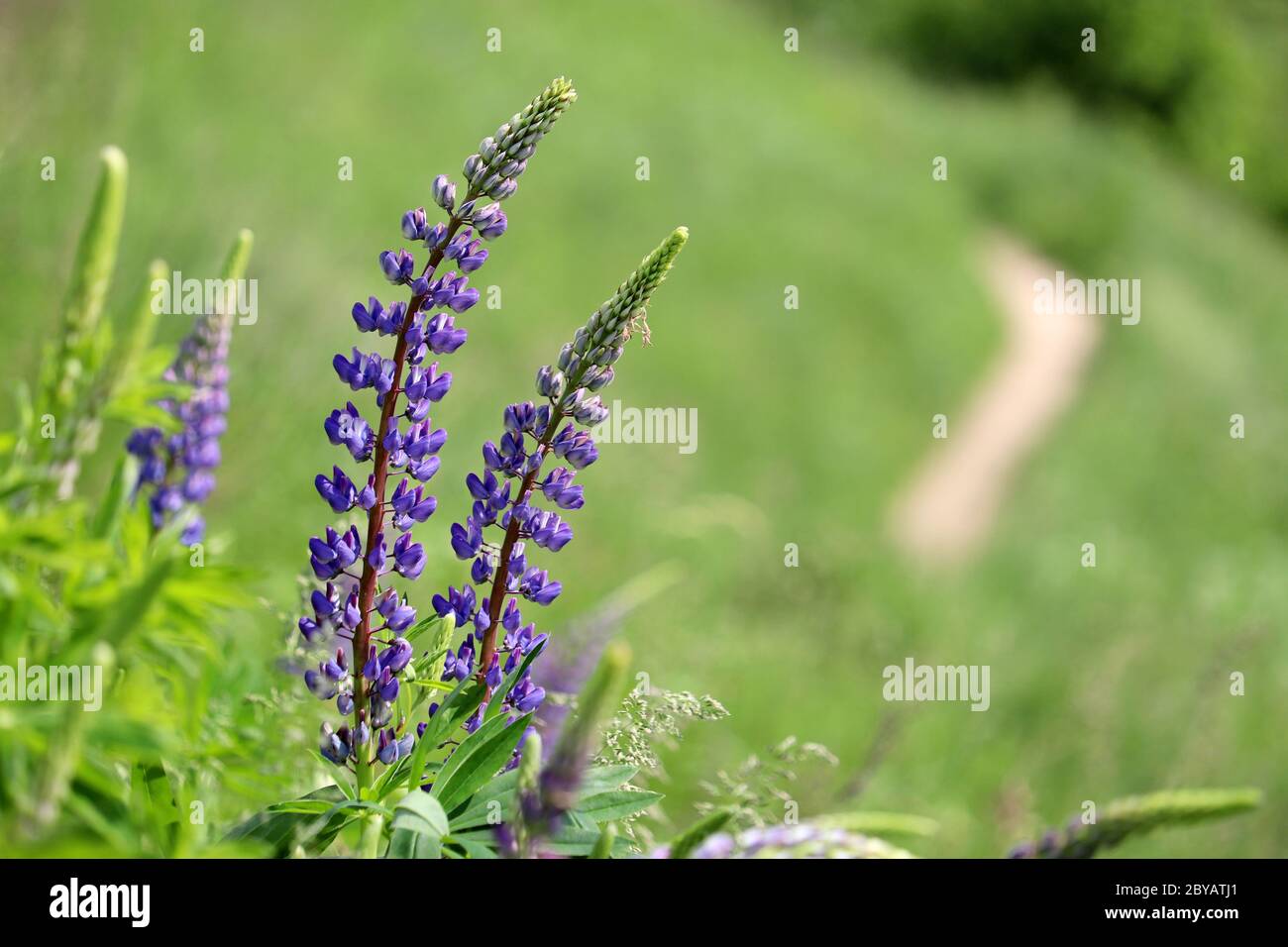 Rural scene with purple lupine flowers and path on a summer meadow ...